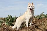 SIBERIAN HUSKY 273